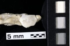 Foto (Detailansicht) von Goniodromites complanatus (Reuss, 1858) (NHMW-GEO-1990-0041-0008b)